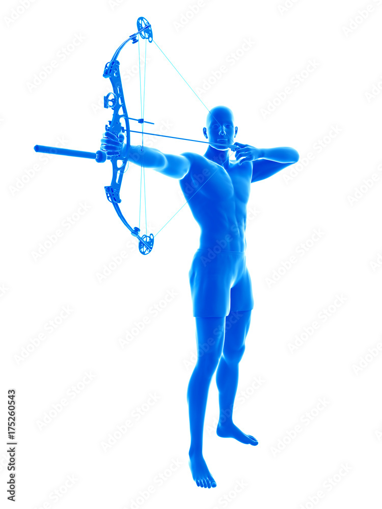 3d rendered medically accurate illustration of an archer 3d rendered medically accurate illustration of an archer