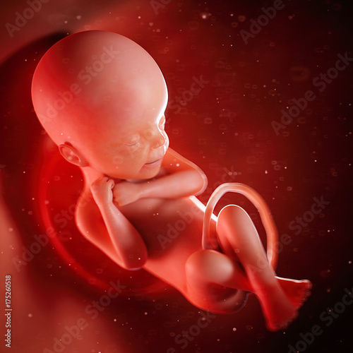 3d rendered medically accurate illustration of a fetus week