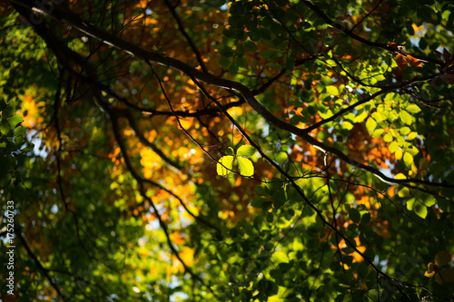 Light of autumn leaves on sunny day