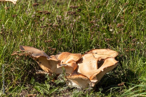 Big mushrooms on a meadow in the grass. Autumn harvest of mushrooms. Latin name - Leucopaxillus giganteus. photo