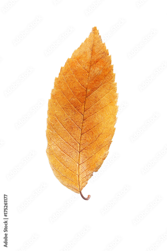 Fototapeta premium Autumn leaf isolated on white background