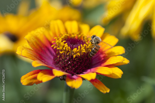 Shallow depth of field, bee pollinating on flower