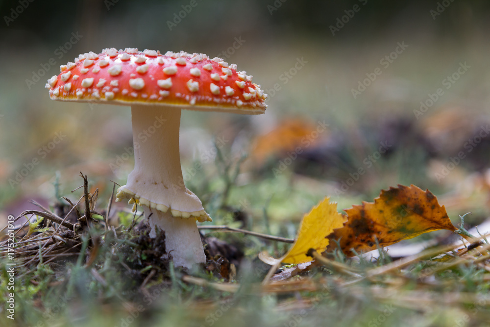 Fliegenpilz (Amanita Muscaria) Fliegenpilz (Amanita Muscaria)