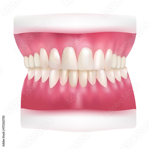 Vector illustration of realistic dentures. Human jaw model, gradient mesh, white teeth isolated on white background.