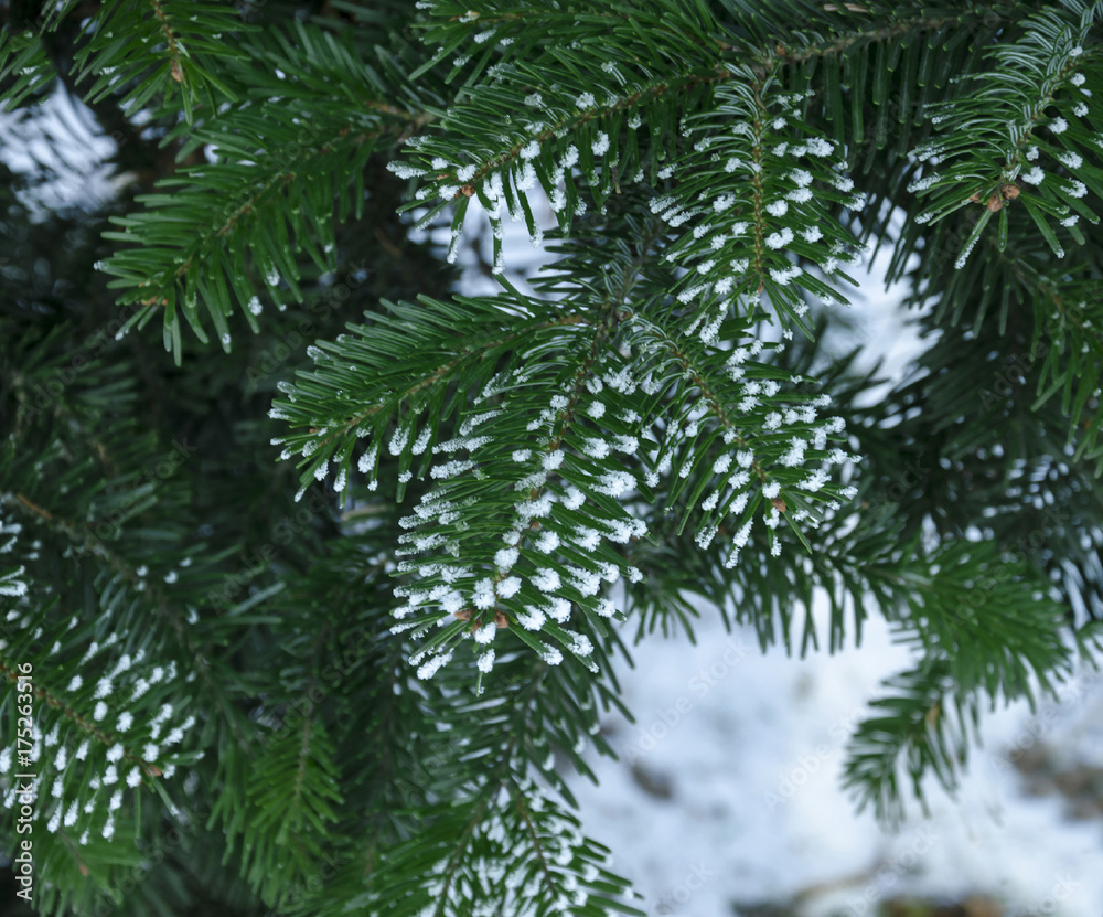In winter the branch of spruce is covered with hoarfrost