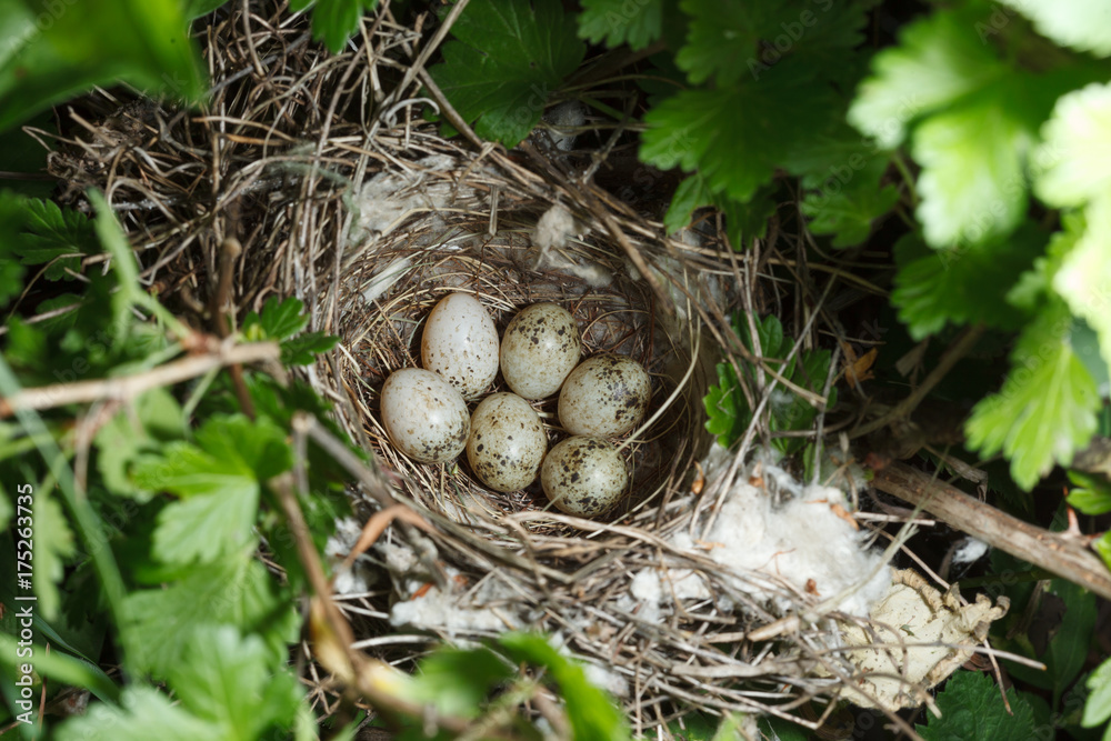 Sylvia communis. The nest of the Whitethroat in nature. Sylvia communis. The nest of the Whitethroat in nature.