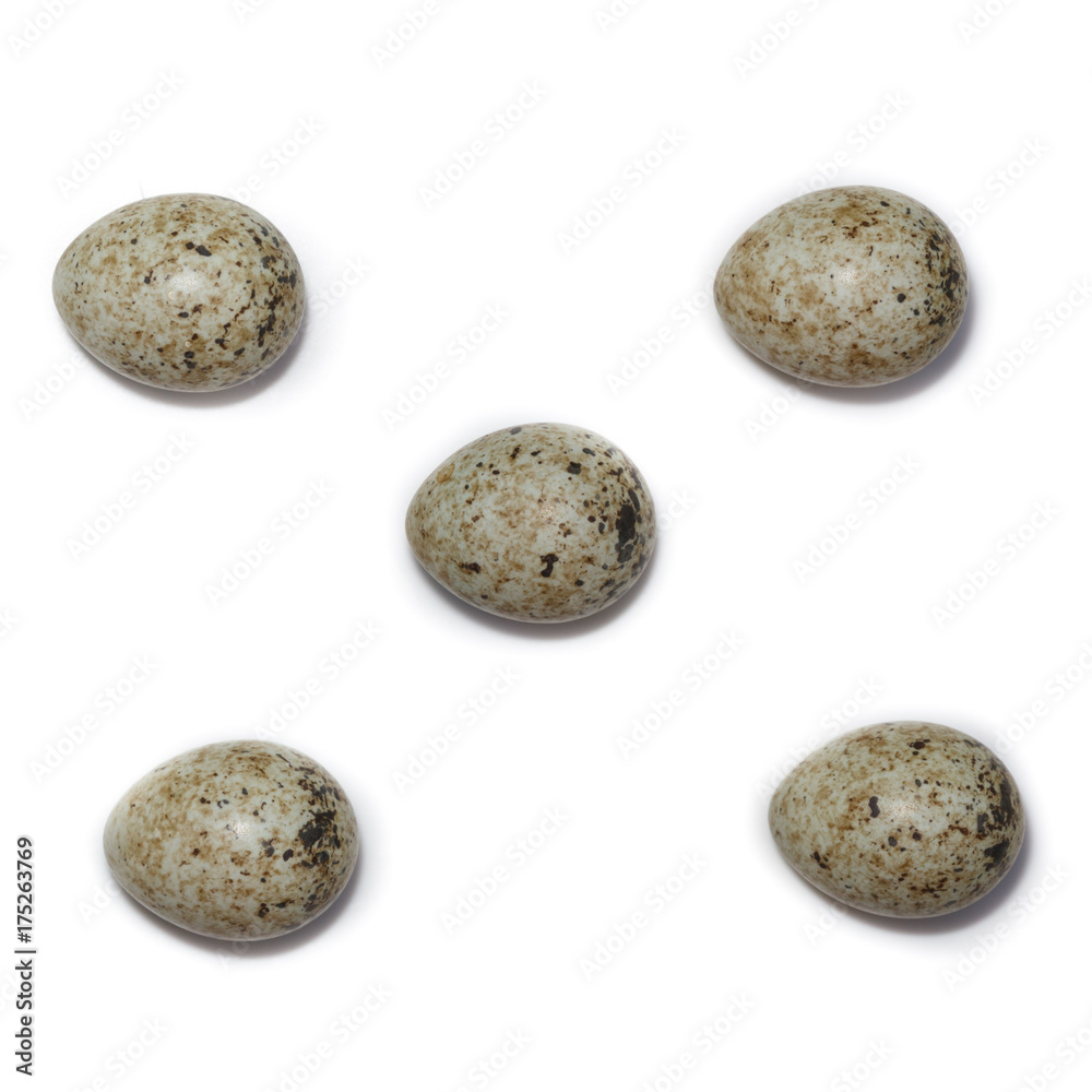 Fototapeta premium Sylvia communis. The eggs of the Whitethroat in front of white background, isolated.