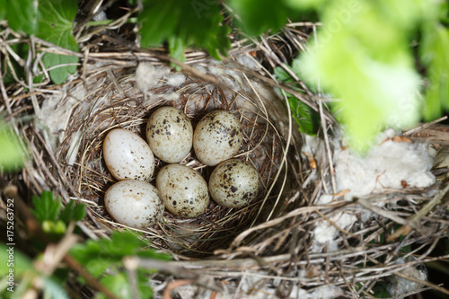 Sylvia communis. The nest of the Whitethroat in nature.