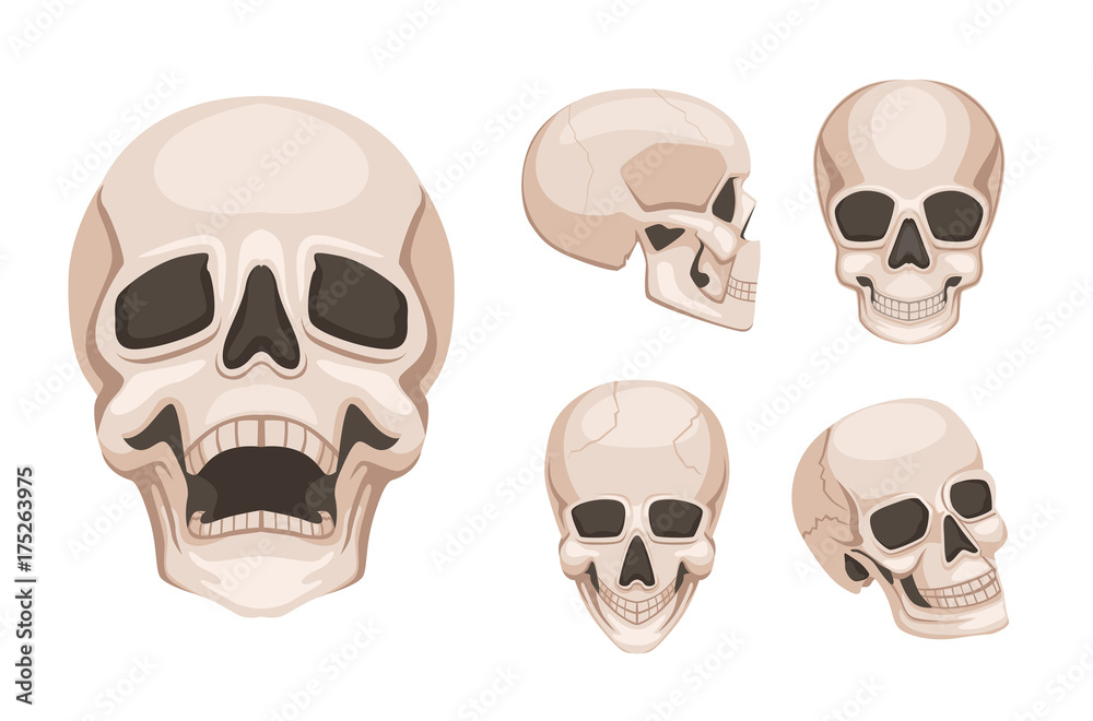 Human skull at different sides. Vector monochrome pictures Human skull at different sides. Vector monochrome pictures