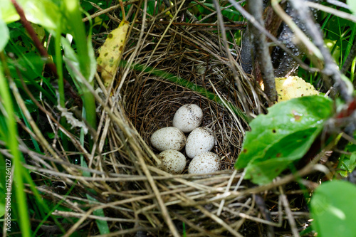 Sylvia communis. The nest of the Whitethroat in nature.
