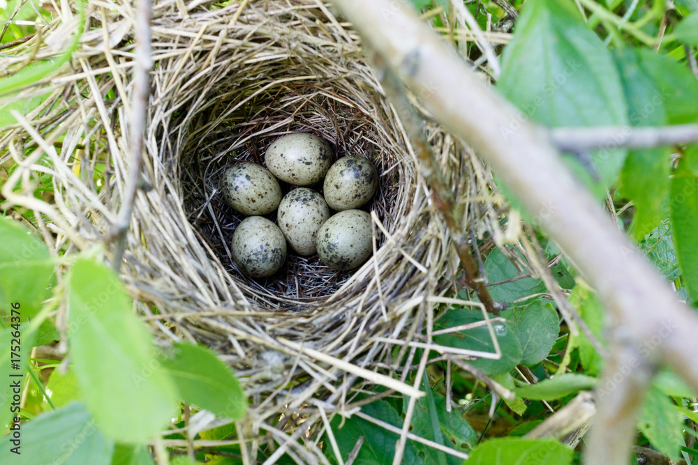 Sylvia communis. The nest of the Whitethroat in nature. Sylvia communis. The nest of the Whitethroat in nature.
