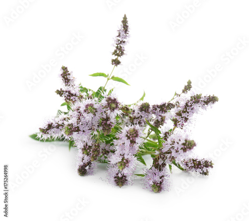 Fresh mint with flowers on white background