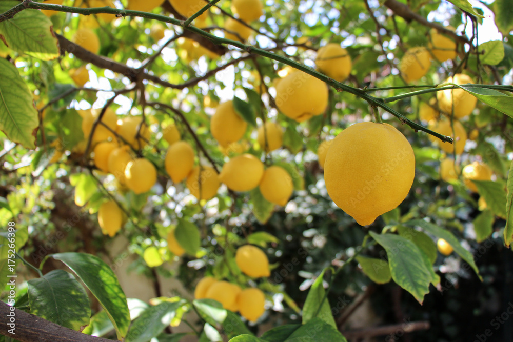 Ripe lemon fruits on the branches of the lemon tree.