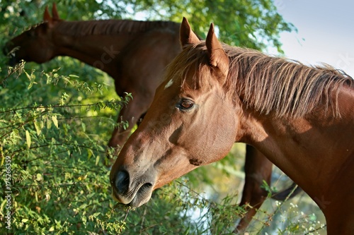 Head of brown horse feeding with leaves - closeup image