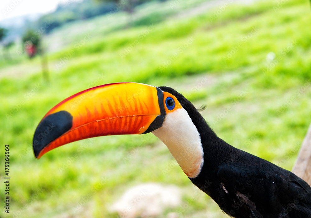 Toco toucan bird in boca de valeria, brazil. Toco toucan bird in boca de valeria, brazil.