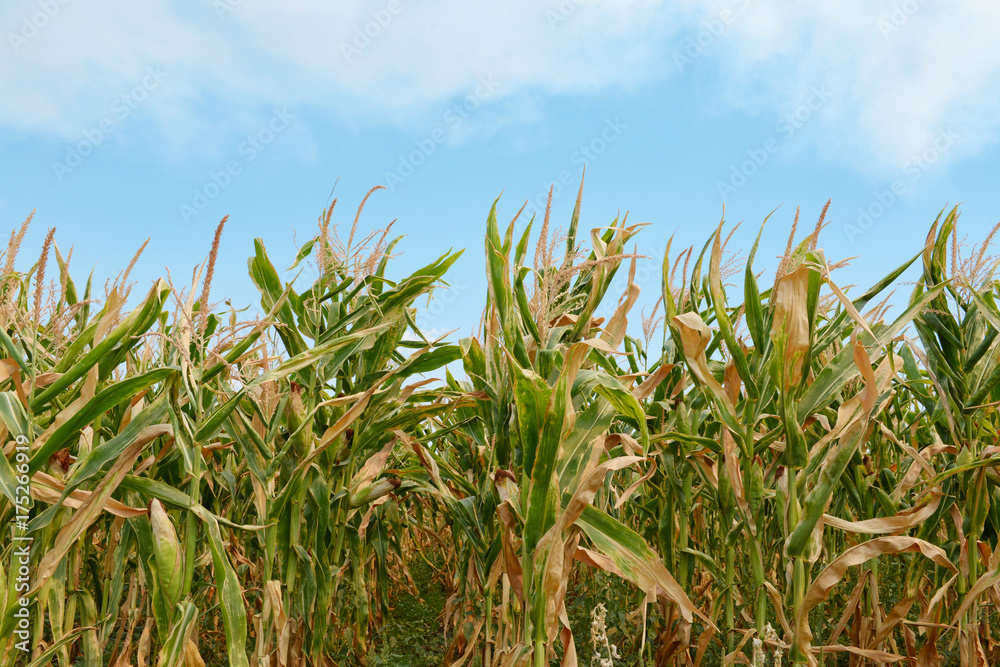 Fototapeta premium Beautiful view of corn field