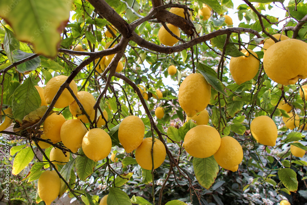 Ripe lemon fruits on the branches of the lemon tree.