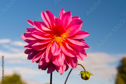 Fototapeta Naklejka Na Ścianę i Meble -  Dahila pink color
