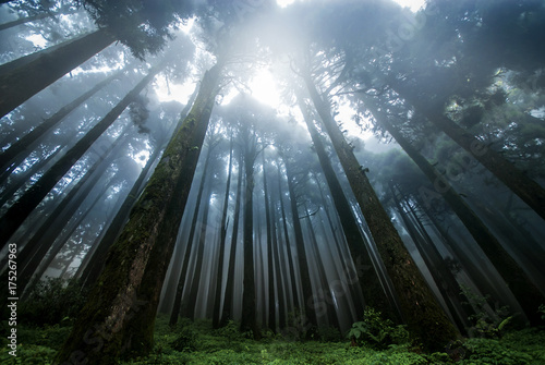 Wide Angle View of Himalayan Subtropical Pine Forest, Darjeeling District, India. photo