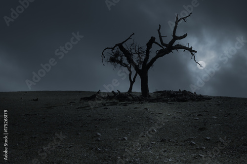 Scary halloween background with dead tree at night photo