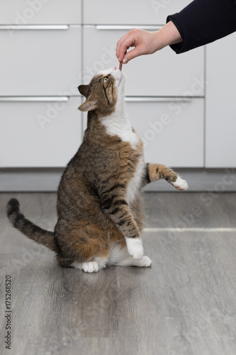 Fototapeta Naklejka Na Ścianę i Meble -  Katze bekommt Leckerlie für Männchen machen