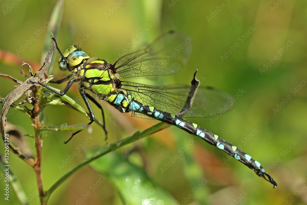 Männliche Blaugrüne Mosaikjungfer (Aeshna cyanea)
Männliche Blaugrüne Mosaikjungfer (Aeshna cyanea)