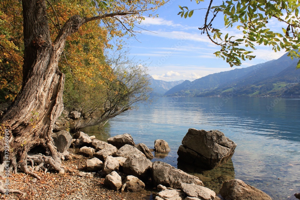 Old tree in an impressive autumnal alpine lake landscape Old tree in an impressive autumnal alpine lake landscape