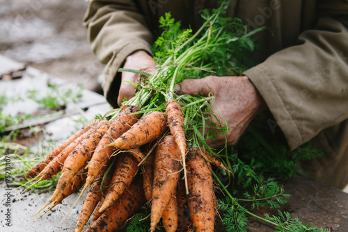 freshly dug organic carrots photo