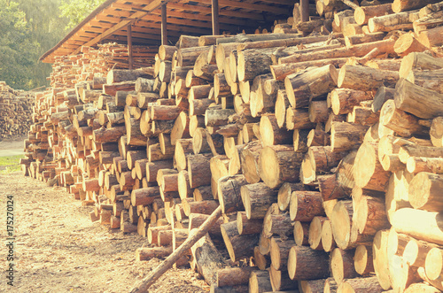 The felled logs of the trees in the sawmill are stacked.