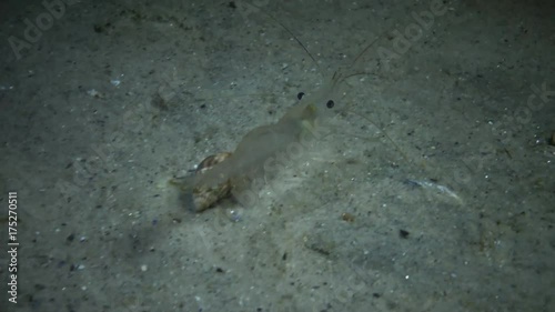 Eyes of Baltic prawn (Palaemon adspersus), Night Shooting, Shrimp Transparent photo