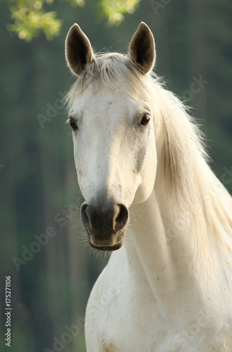 Pferd, Portrait