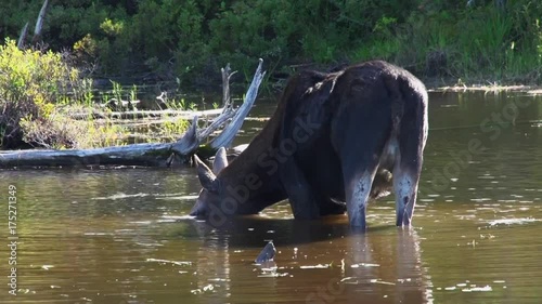 Maine, moose drinks water in river