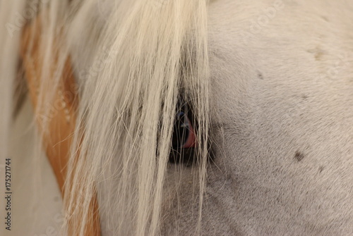 Schilderij op canvas Eye of Old Kladruber horse