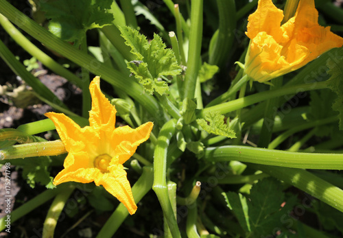 flowers of a plant of zucchini