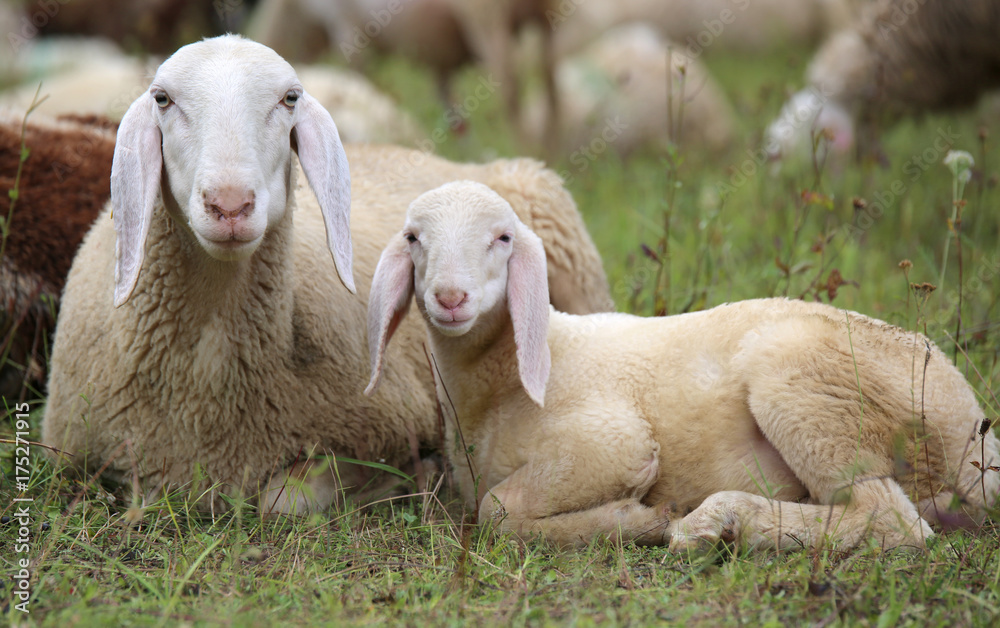 Obraz premium lamb with her mother in the middle of the flock