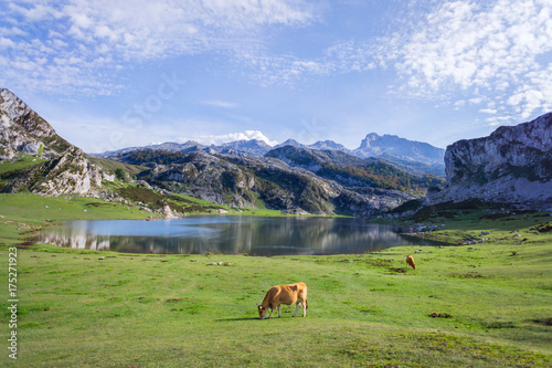 Cows grazing near a lake photo