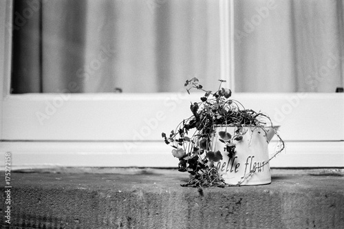 Dead flowers in decorative Belle Fleur