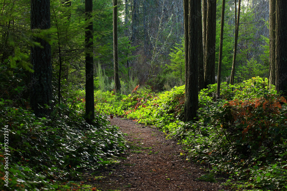 Fototapeta premium a picture of an Pacific Northwest forest trail