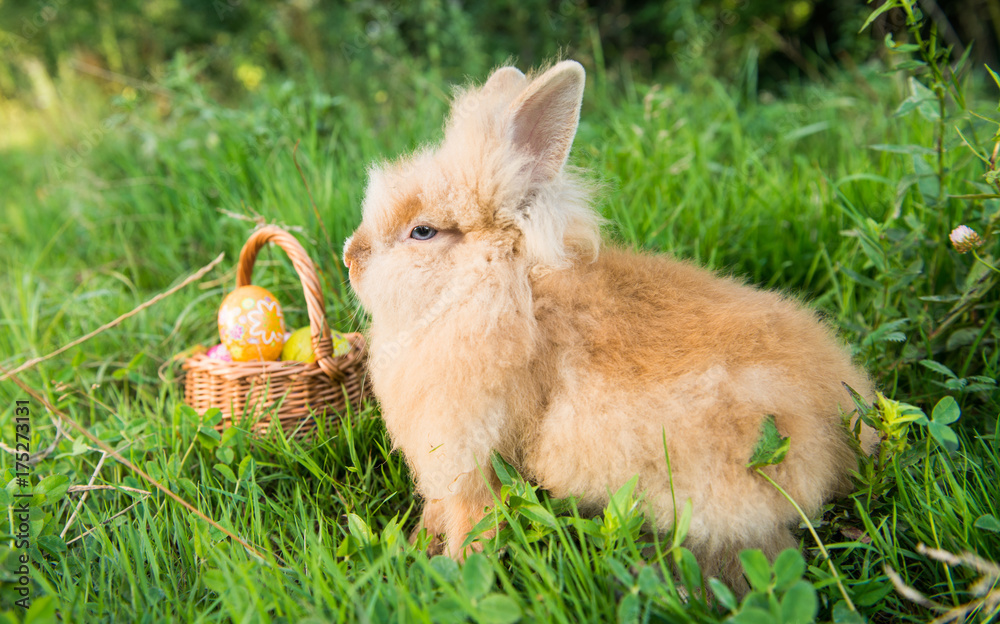 rabbit in green grass in spring rabbit in green grass in spring