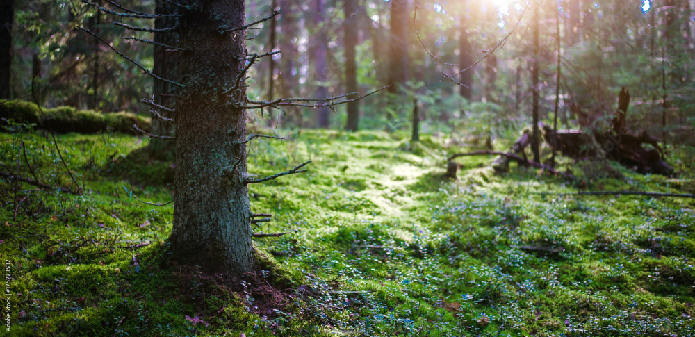 Fototapeta premium Summer forest jungle