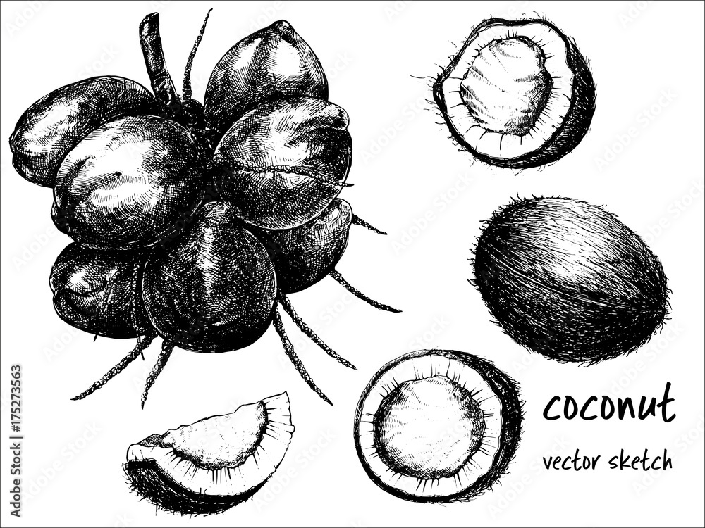 Hand drawn sketch set of coconut fruits. Whole fruit, in bunch and