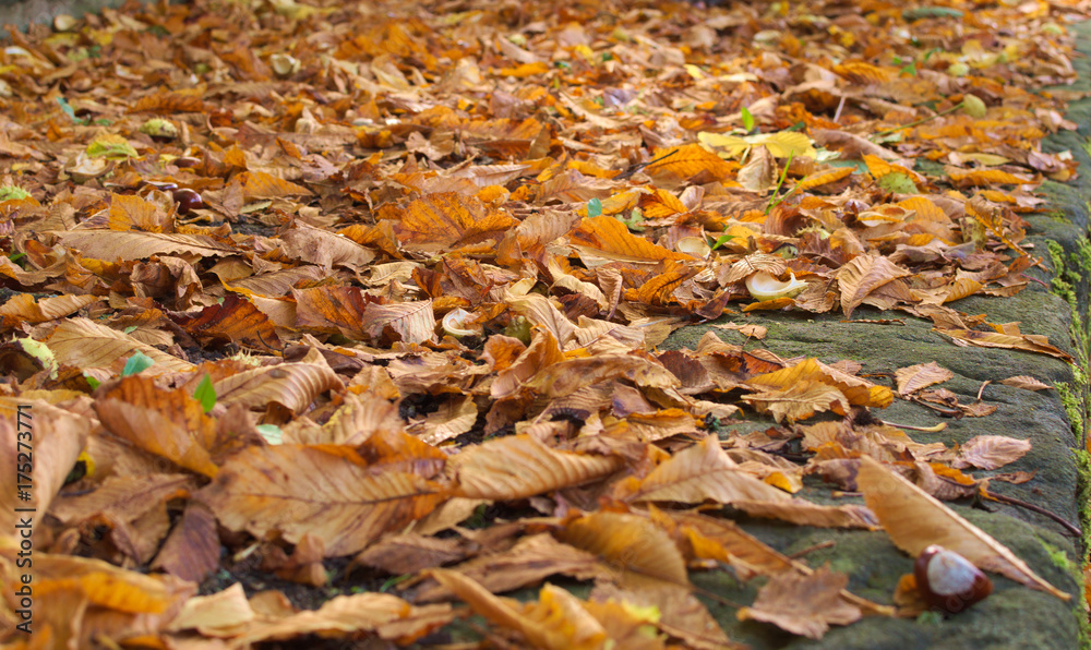 Herbstlaub auf dem Boden