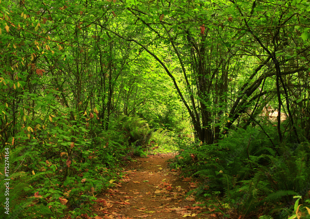 a picture of an Pacific Northwest forest trail a picture of an Pacific Northwest forest trail