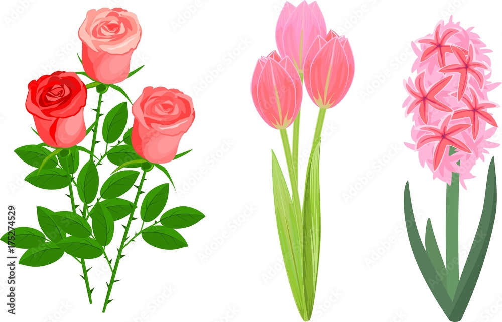 Set of popular garden plant with pink flowers on white background. Rose, hyacinth and tulip Set of popular garden plant with pink flowers on white background. Rose, hyacinth and tulip