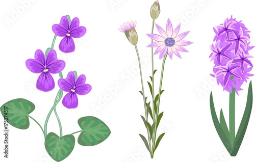 Set of garden plant with lilac flowers on white background
