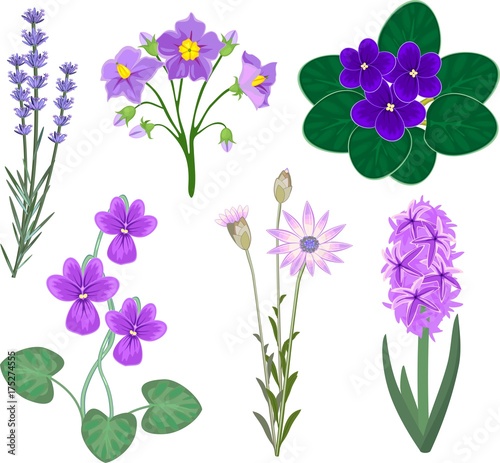Set of different plants with purple flowers on white background photo