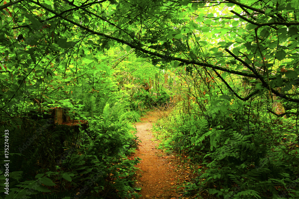 Fototapeta premium a picture of an Pacific Northwest forest trail