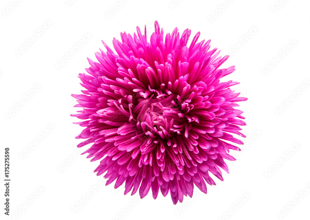 Obraz premium aster flowers isolated