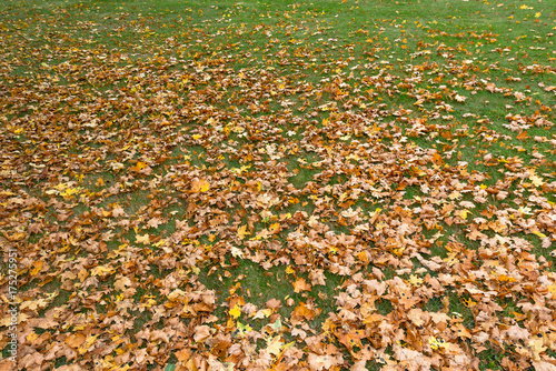 Colorful leafs on a green g...