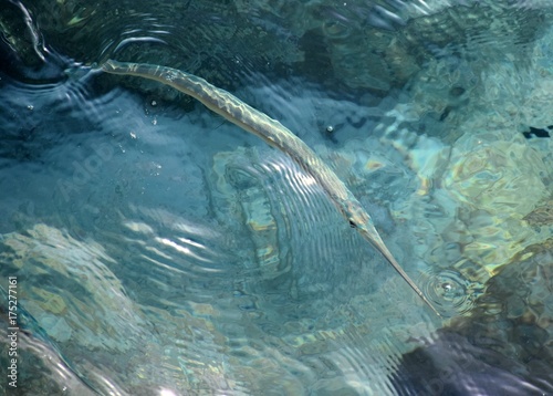 Fototapeta Naklejka Na Ścianę i Meble -  Trumpet fish Bonaire 